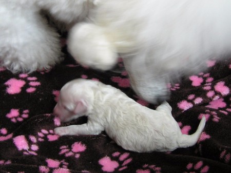 2. den: Už je to lepší. Maminku už bříško tolik nebolí a začíná se o mne starat...